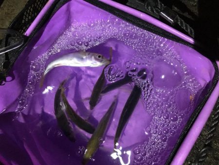 サビキでアジ釣り